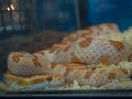 Beautiful corn snake.
