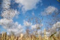 Close-up picture of beautiful field landscape with blue sky and white clouds and yellow stalks of wheat rye barley. Agricultural Royalty Free Stock Photo