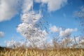 Close-up picture of beautiful field landscape with blue sky and white clouds and yellow stalks of wheat rye barley. Agricultural Royalty Free Stock Photo