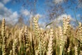Close-up picture of beautiful field landscape with blue sky and white clouds and yellow stalks of wheat rye barley. Agricultural Royalty Free Stock Photo