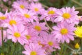 Close up picture of beautiful pink flowers. Cluster of flower in the flower garden.