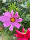 Close-up picture of the beauty of pink flowers in the rainy season with water droplets.