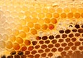 Close up picture of Bee hive Royalty Free Stock Photo