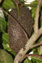 Close up picture of a beehive cluster. Covered each and every bees details are visible through the tree trunk Royalty Free Stock Photo