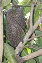 Close up picture of a beehive cluster. Covered each and every bees details are visible through the tree trunk Royalty Free Stock Photo