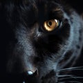 Black pantherâs eyes close up