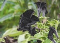 Close up picture of black petunia