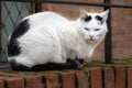 A black and white cat sits on a red brick arch. Red brick wall in the background Royalty Free Stock Photo