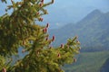 Close up picture of blossomed pine branches Royalty Free Stock Photo