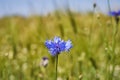 Close up picture of blue cornflower blossom in the green barley field. Royalty Free Stock Photo