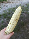 Boiled waxy corn in human hand.