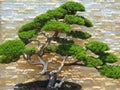 Close up picture of a Bonsai tree Royalty Free Stock Photo