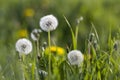 Close-up picture of bright yellow blooming dandelions and over bloomed fluffy flowers with light white seeds and green leaves on b Royalty Free Stock Photo