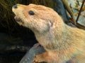 Close up of a Brown Otter