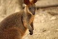 Wallaby close-up Royalty Free Stock Photo