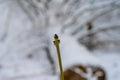 A close-up picture of a bud on a tree branch. White snow in the background. Picture from Scania, Sweden