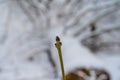 A close-up picture of a bud on a tree branch. White snow in the background. Picture from Scania, Sweden