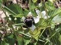 Bumblebee, Flower, White, Outside, Pollination