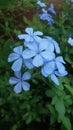 A close-up picture of bundle of blue flowers