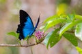 Close up picture of butterfly on a flower. Alive blue Ulysses Papilio ulysses open wings in the nature, pollinating pink flowers