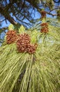 Close up picture of Canary Island pine Pinus canariensis
