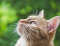 Close up picture of cat portrait on green background Royalty Free Stock Photo