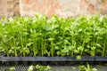 Close up picture of celery seedlings in a plastic container