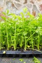 Close up picture of celery seedlings in a plastic container, selective focus