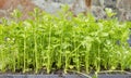 Close up picture of celery seedlings, selective focus