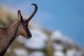 Chamois Rupicapra rupicapra close up in the Italian mountains