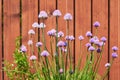 Close up picture of chive herb flowers in the bloom with beautiful purple blossoms. Royalty Free Stock Photo