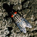 Close up picture of cluster fly Royalty Free Stock Photo