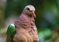 Close up picture of a common emerald dove in south Germany Royalty Free Stock Photo
