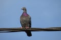 Common pigeon on a wire