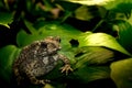 Common toad on green leaf Royalty Free Stock Photo