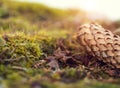 Close up picture of cone in the moss on the sunset Royalty Free Stock Photo