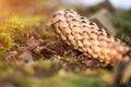 Close up picture of cone in the moss on the sunset Royalty Free Stock Photo