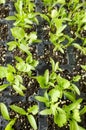 Close up picture of coriander seedlings