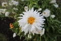 Close up picture of a crazy daisy flower, also known as Leucanthemum