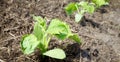 Close up picture of cucumber seedlings, selective focus