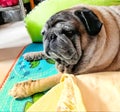 Close-up picture of a cute pug dog making a sleepy face on the floor.