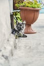 Close up picture of dark grey cat is laying in the garden Royalty Free Stock Photo