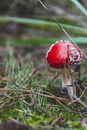 bright color of mushroom head as poison detail