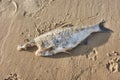 Close up picture of a dead headless fish on a beach, selective focus