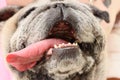 Close-up picture of a dog's teeth and a fat dog's tongue making a smiley face, funny concept, cute pets.