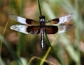 Close up picture of a Dragonfly taken at Inks Lake, TX. Royalty Free Stock Photo