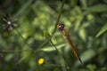 Close-up picture dragonfly resting on the plants Royalty Free Stock Photo