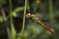 Close-up picture dragonfly resting on the plants Royalty Free Stock Photo