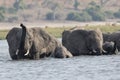 Close-up picture of elephants crossing river Royalty Free Stock Photo