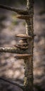 Fungi on branch